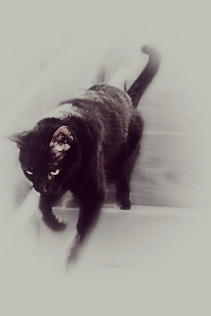 tikkysteps
