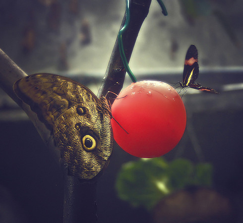 flutterby