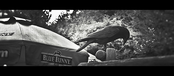 blackbird