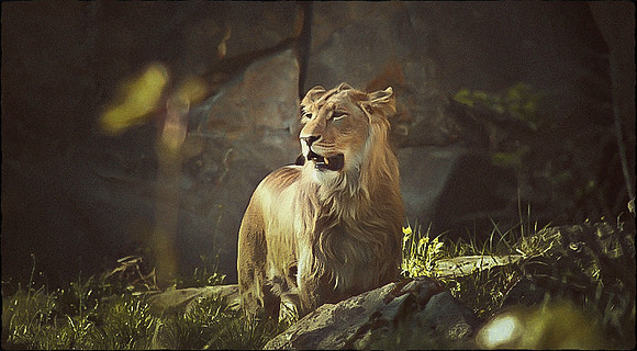 jungletikky