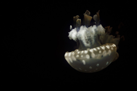 jellyfishinspace