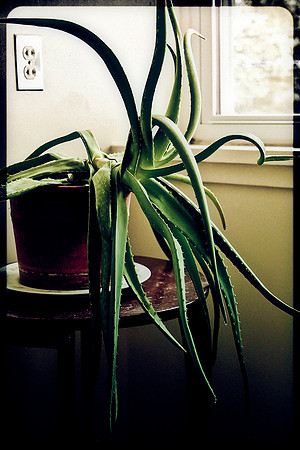aloe