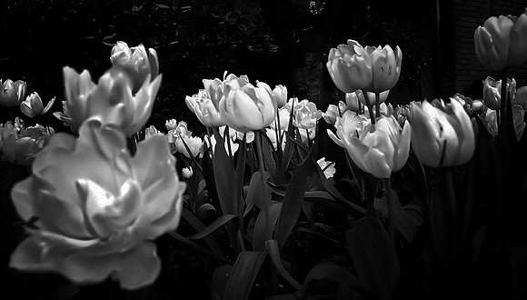 whiteflowers
